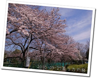 2010-03-27等々力の桜